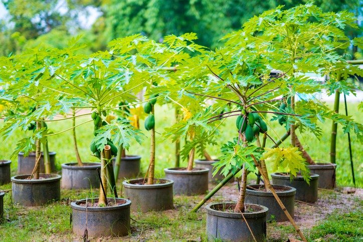 Papaya friut on tree in garden