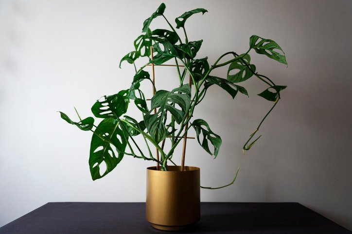 Monstera monkey mask plant or Monstera adansonii in golden flower pot