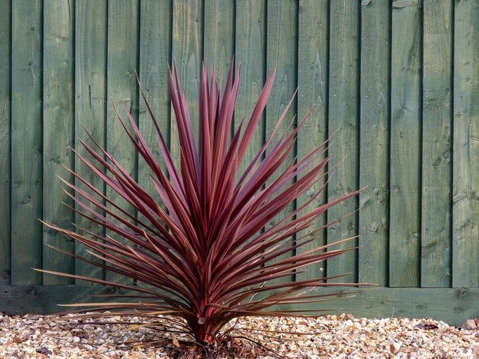 Beautiful red cordyline plant by fence, outdoors.