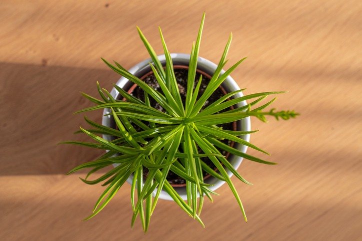 Senecio Himalaya (Himalaya Groundsel) succulent top view