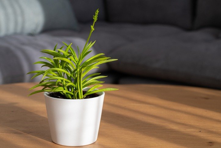 Senecio Himalaya (Himalaya Groundsel) succulent in modern interior house