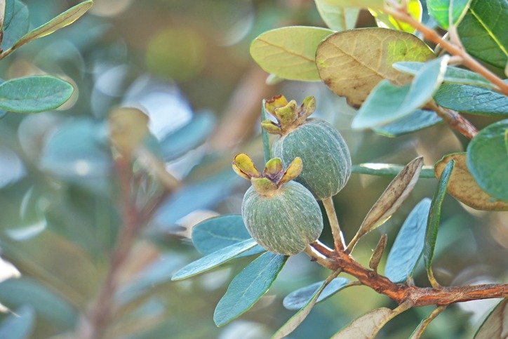 Feijoa