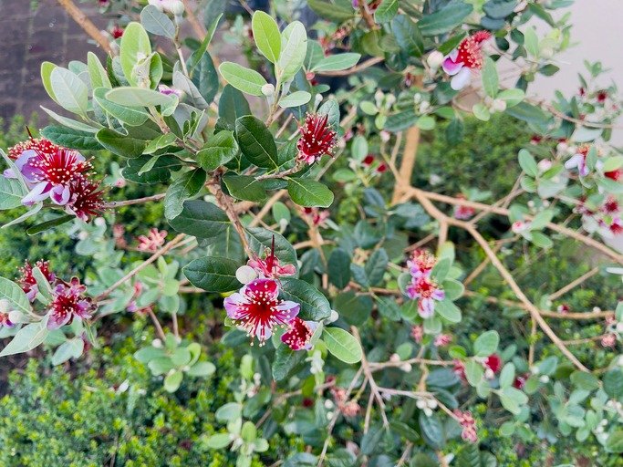 Red pink and white feijoa fruit blossoms on a flowering bush in New Zealand