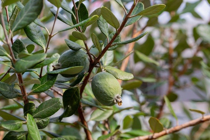 Ripe feijoa fruits on a tree (lat. Acca sellowiana). Fresh feijoa ready to harvest in autumn, November.
