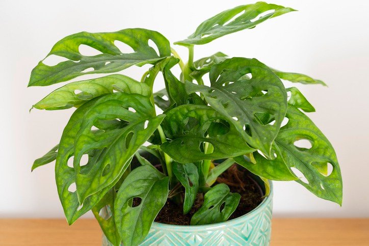 Monstera monkey mask (Monstera adansonii, Mexican breadfruit) with bright green leaves