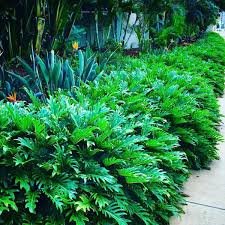 שיח פילודנדרון קסנדו