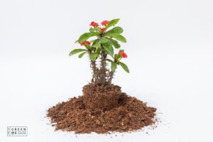 אפרוביה במגוון זנים