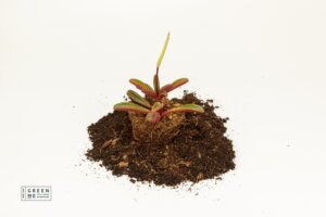 פפרומיה מגוון זנים