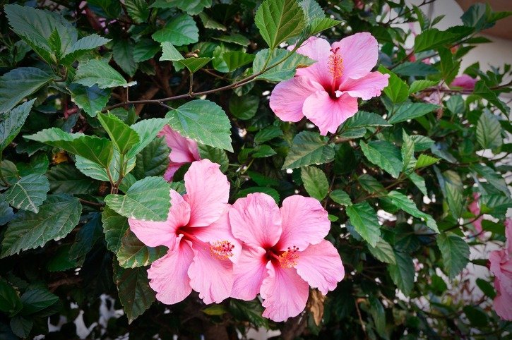Beautiful pink flowers in nature