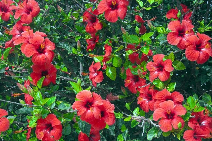 Tree with big red flowers, hibiscus