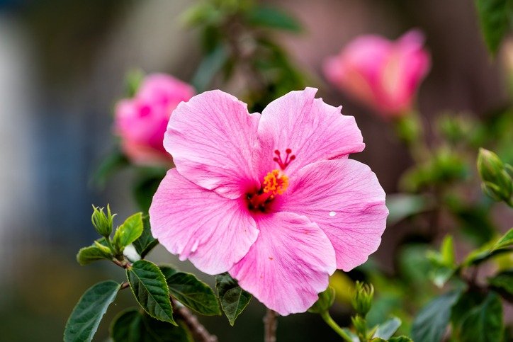 Macro closeup of one pink red hibiscus flower showing detail and texture against bokeh background