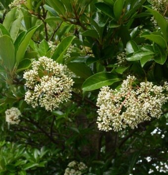 שיח מורן מבריק