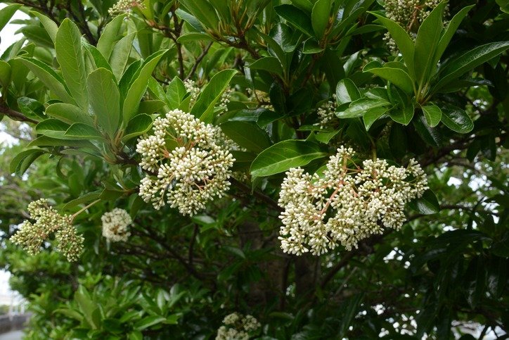 Sweet viburnum (Vibrunum odoratissimum)