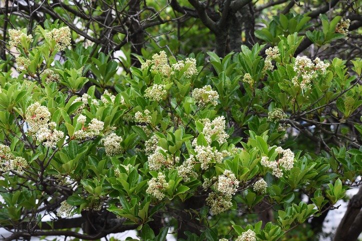 Sweet viburnum (Vibrunum odoratissimum)