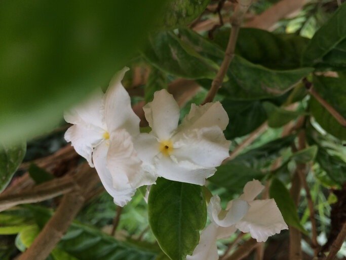 White flowers