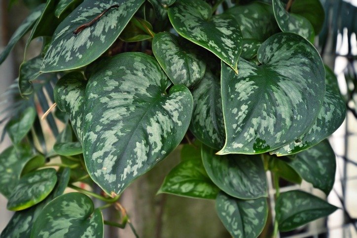Tropical 'Scindapsus Pictus Argyraeus', also called 'Satin Pothos' with big beautiful leaves with velvet texture and silver spot pattern