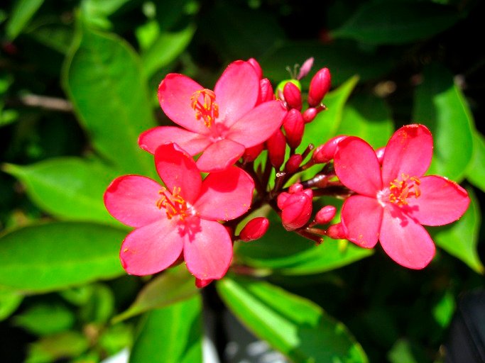 Exotic pink flower blooming on the branch of bush