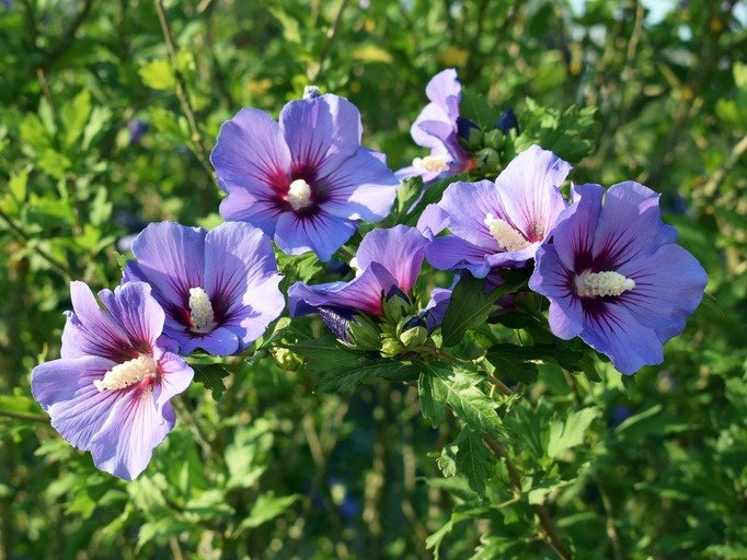 Beautifully blooming hibiscus syriacus 'Blue bird' with
attractive flowers