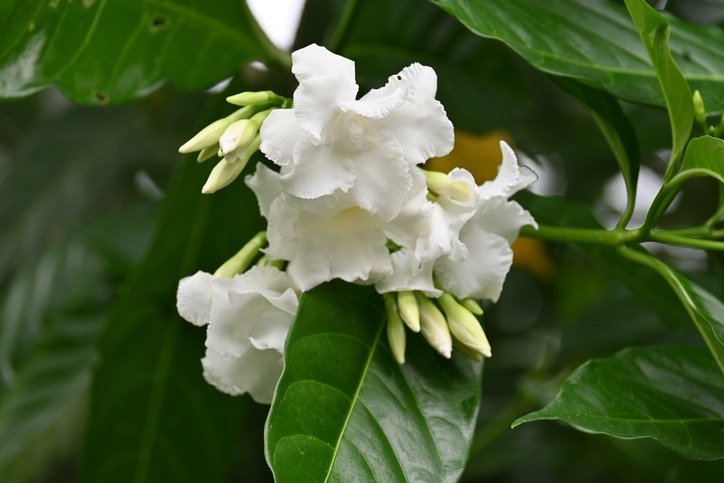 Crape jasmine ( Tabernaemontana divaricata ) flowers.