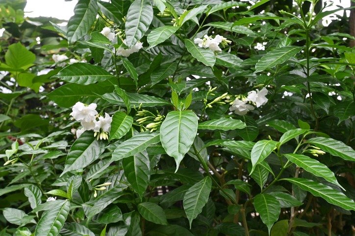 Crape jasmine ( Tabernaemontana divaricata ) flowers.
