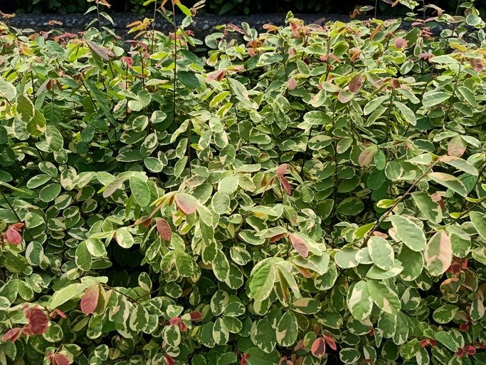 Close up of snowbush plant