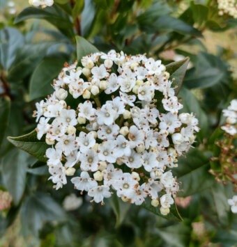 שיח מורן החורש