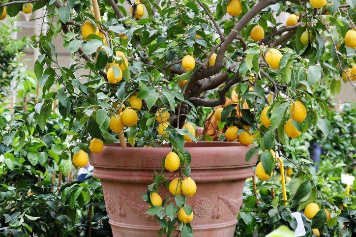 Lemon tree.