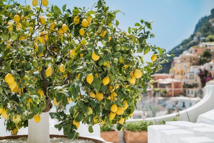 Lemon tree in Positano , Amalfi coast in Italy