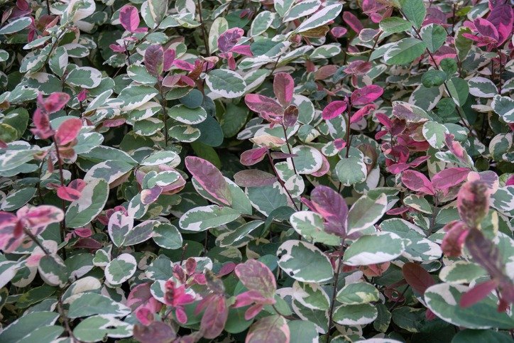 White leaves with light green and pink of snowbush or Foliage-flower. Breynia disticha tender background. Ornamental garden tropical plant. Plants and flowers concepts
