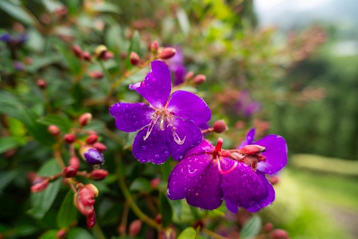 Purple Tibouchina flower with blurred background