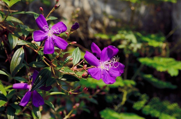 Tibouchina (Pleroma urvilleanum) Plant, Princess Flower