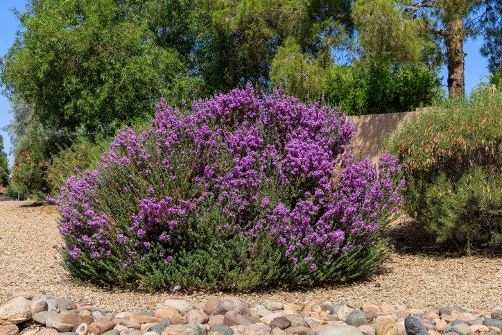 Leucophyllum Frutescens also known as Texas Sage in a Full Bloom