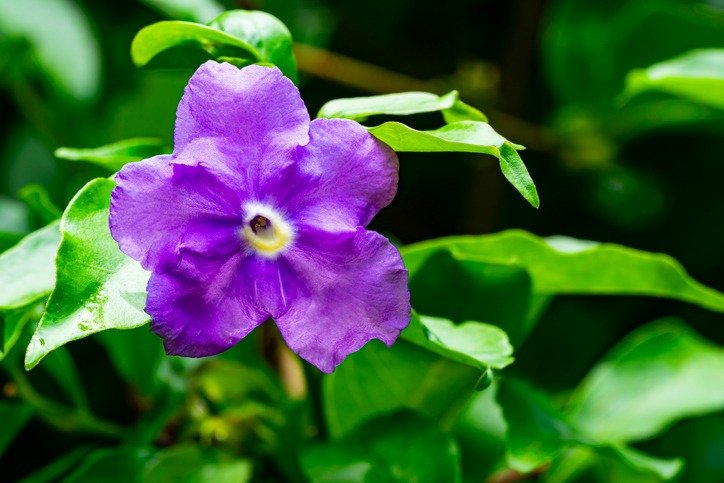 Closeup of blooming Brunfelsia pauciflora flower in a tree.