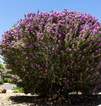 שיח ליקופילום