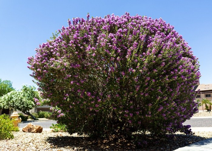 Blooming Pink Leucophyllum Frutescens also known as Texas Sage or Texas Rangers Shrub, Phoenix, AZ