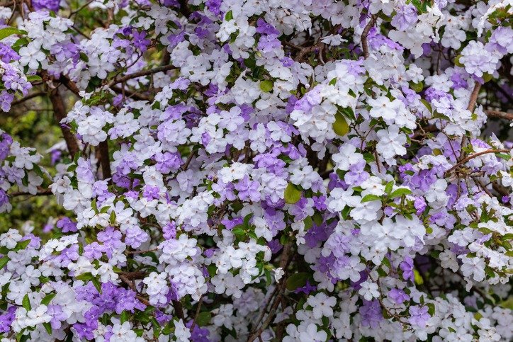 Brunfelsia latifolia Flowers with very good smell.