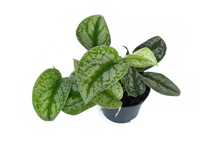 Exotic 'Scindapsus Pictus Exotica' or 'Satin Pothos' houseplant