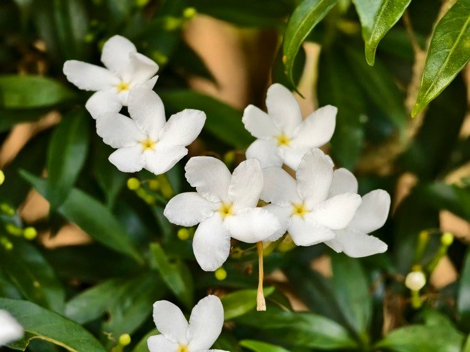 Tabernaemontana Divaricata flower in tropical nature