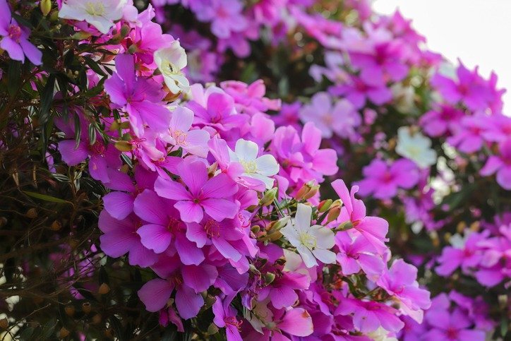 A Manacá-da-Serra tree (Tibouchina mutabilis)