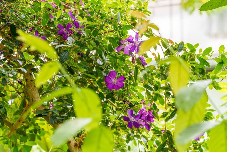 Close-up of a Glory Bush (Tibouchina urvilleana) flower in full purple bloom in spring.