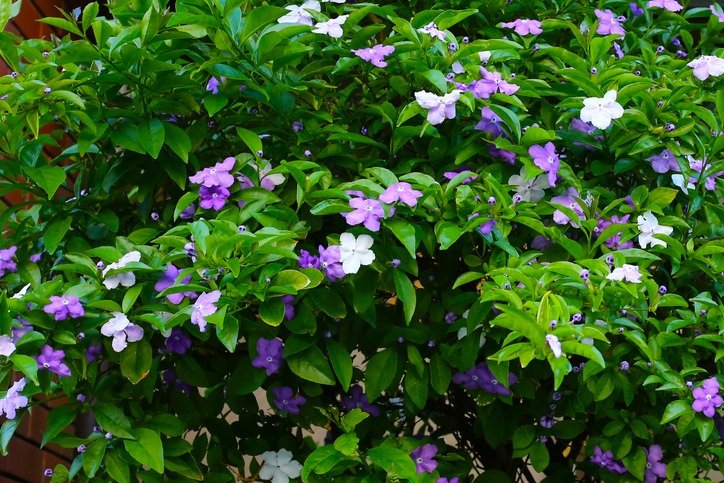 Brunfelsia pauciflora flower on tree