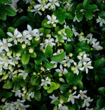 שיח מוריה מכבדית