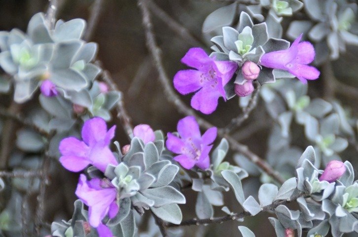 Beautiful flowers of Texas sage (Leucophyllum frutescens)