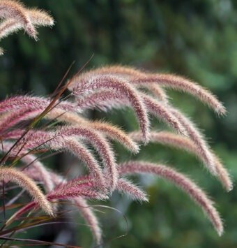 שיח זיף נוצה