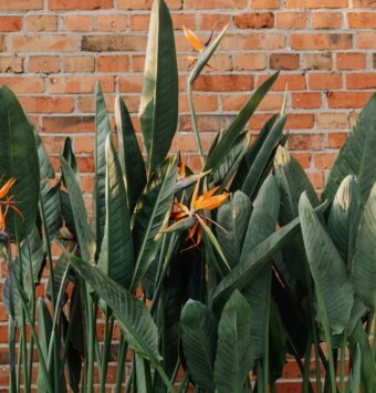 שיח ציפור גן עדן רג'ינה