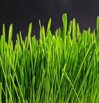 עשב לימון - לימונית ריחנית