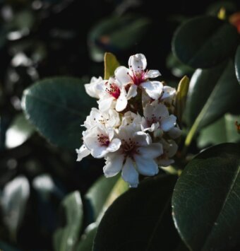 בן-עוזרר הודי