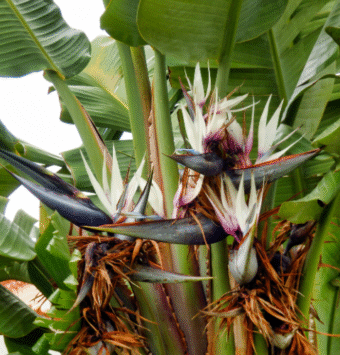שיח ציפור גן עדן ניקולאי