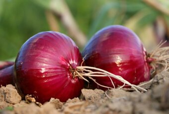 פקעות בנימינה: מדריך לגידול והכנה בבית